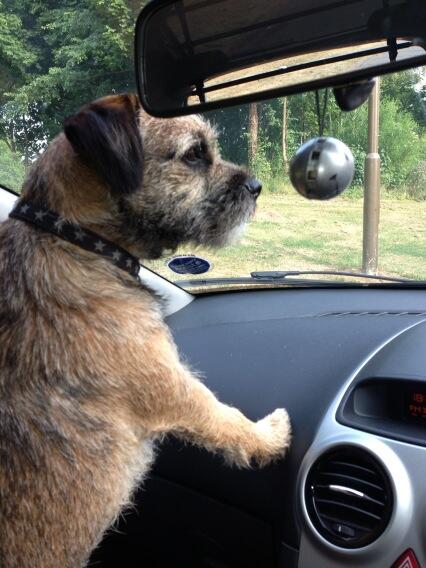 HugoTheBorder's tweet image. Just off to the braidburn valley for my walk. Theres a great wee river there for coolin me down.