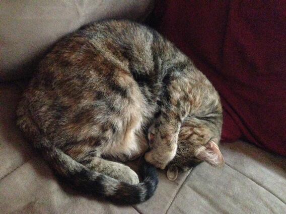 melkturp's tweet photo. Please leave me alone, mommy....I so sleepy! http://t.co/gCyvZVnkre
