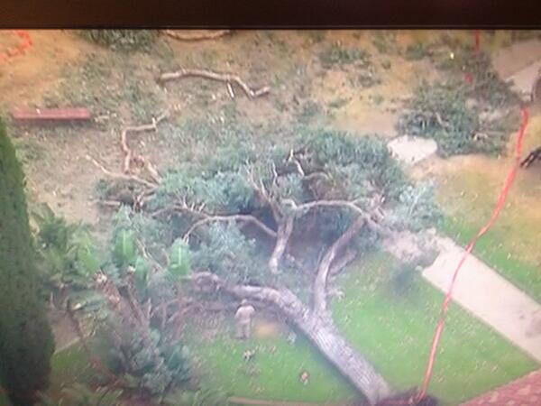 sdsooner's tweet image. Tree that apparently fell on board MCRD injuring at least on person. #nbcsandiego