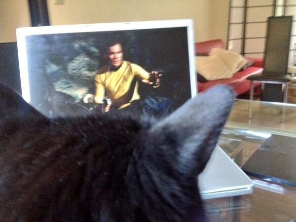 joannajet's tweet photo. One of my moggies is a Trekkie too ;-) http://t.co/BNFqcm4vN9