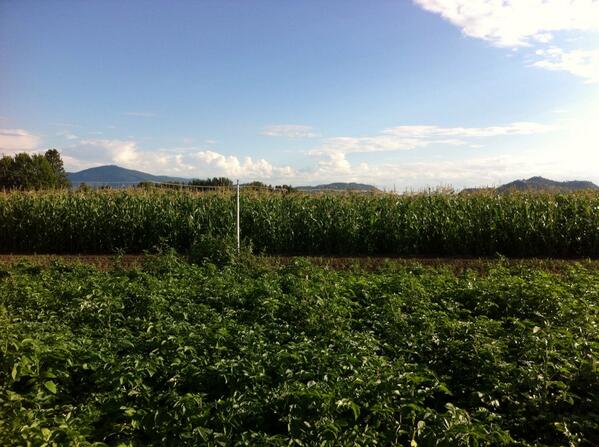 donorayfarm's tweet photo. @donorayfarm http://t.co/11BNqV3a9d