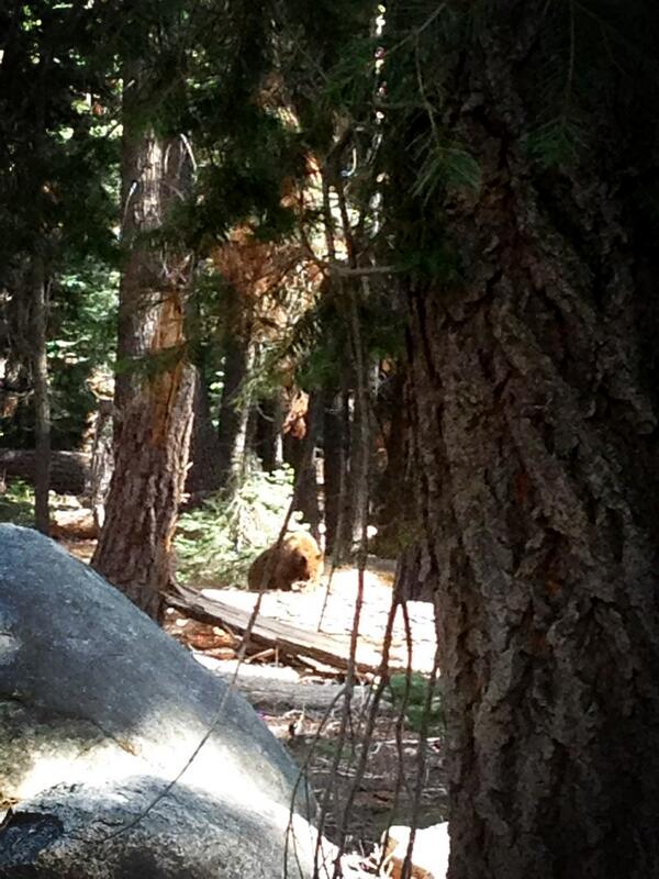 supayla's tweet photo. Yosemite bear putting on show for all. @YosemiteNPS http://t.co/d6nIesXDq0