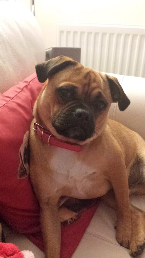 eelios1's tweet photo. Tico doesnt like me not sharing my biccie!! http://t.co/prTgSt9PmY