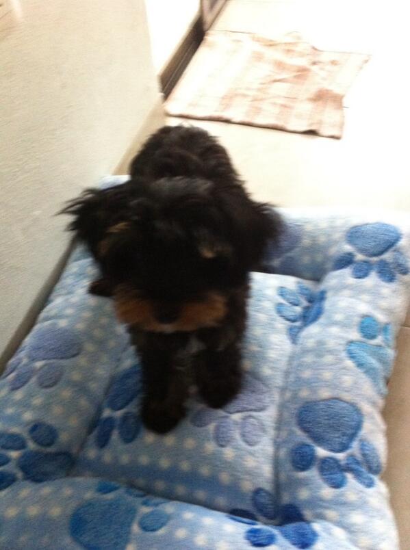 mirito_rb's tweet photo. Estrenando camita http://t.co/I1lWL1VJJG