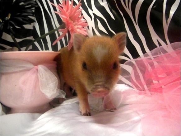 LUV_Mini_Pigs's tweet photo. #SoCute http://t.co/foAyNlxutI