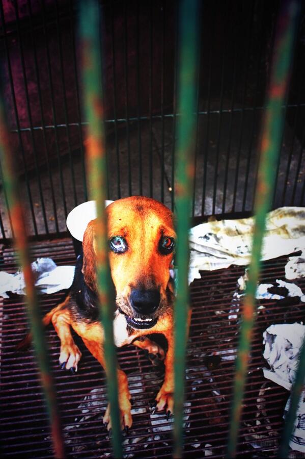 Almost 40K signatures guys we need 100K pls keep RTing to end puppy farm cruelty epetitions.direct.gov.uk/petitions/49528 #wheresmum