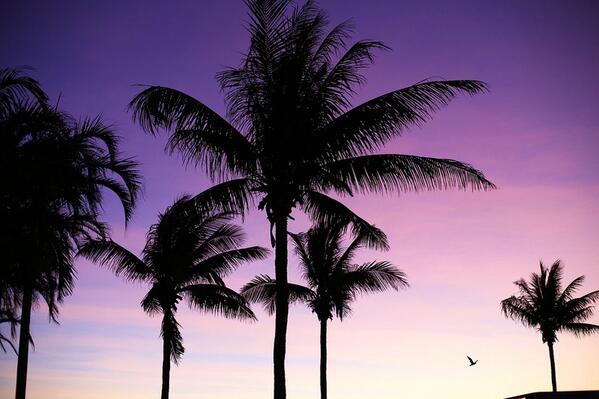 TFFBali's tweet photo. Spectacular #Sunset in #Bali among the #PalmTrees http://t.co/skW2DDKCXD