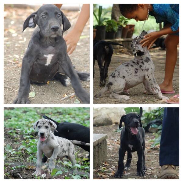 YordyG's tweet photo. Tengo 2 bellos ejemplares de gran danés en venta.
 $$ de oportunidad. http://t.co/YYrDsGr0eI