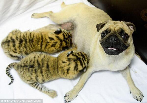 StephenLorge's tweet photo. Good work bud! @PUGPate RT A pug raised tiger cubs as if they were her own after the cats' mother abandoned them. http://t.co/zhLqtBV6dn