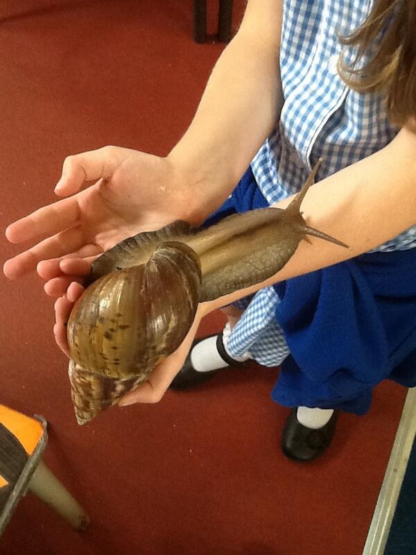 TonInfants's tweet photo. Spending time with Shelby the Snail in Class 4. Look how big she has grow this year! http://t.co/bwvfO9TJde