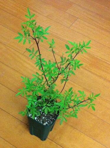 パツ子 挿し芽をして1ヶ月 レモンマリーゴールドのタゲテス ゴールドメダル がここまで大きくなった Http T Co Fkbvshs2eh パツ子 挿し芽をして1ヶ月 レモンマリーゴールドのタゲテス ゴールドメダル がここまで大きくなった Http T Co Fkbvshs2eh