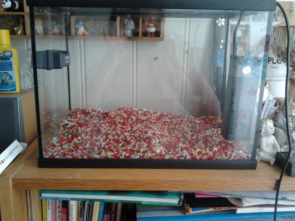 AnneKmjonass's tweet photo. Dete er akvarie jeg fik http://t.co/H5EvRM6fSG