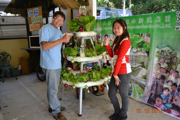 A Christmas Tree in June? Why not? #hydroponics