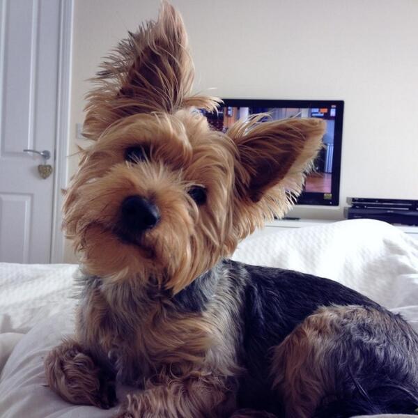 CarlShepherdson's tweet image. Such a poser!