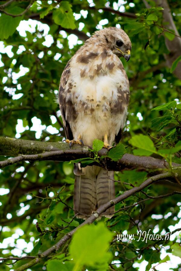 jjameland.nl Buizerd in de boom in <a href="/hollumopameland/">hollumopameland</a>