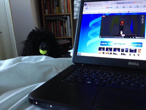 Charlottte_EH's tweet image. @CanineScience I&apos;m really enjoying #SPARCS2013, but Jasper is a bit sick of my attention to the laptop!
