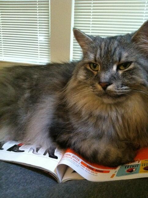 StampedPaperCo's tweet photo. Quiet Sunday morning drinking coffee &amp; reading fashion mags. Cat next to me purring. These are the moments. http://t.co/za7dPwlBqC