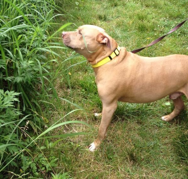 kimhalligan1's tweet image. Sodapop smells the grass before sampling on this mornings group dog walk. #SPARCS2013