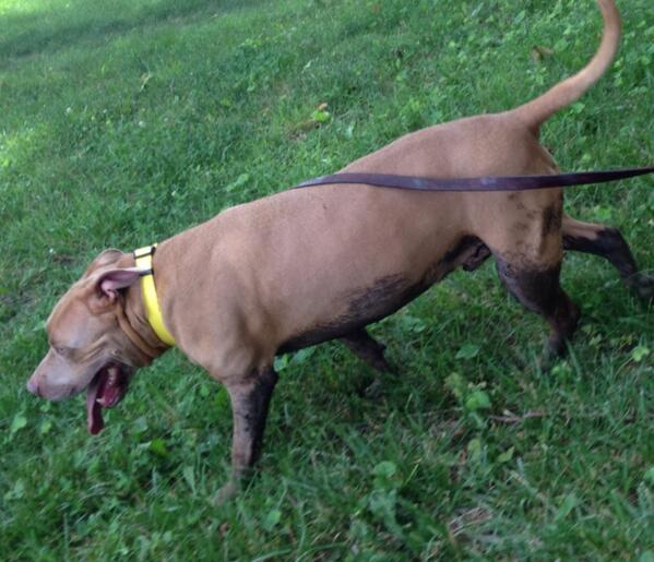 kimhalligan1's tweet image. Alexandra Horowitz. Did Sodapop lay down in the mudhole because it felt good and/or smelt good? #SPARCS2013