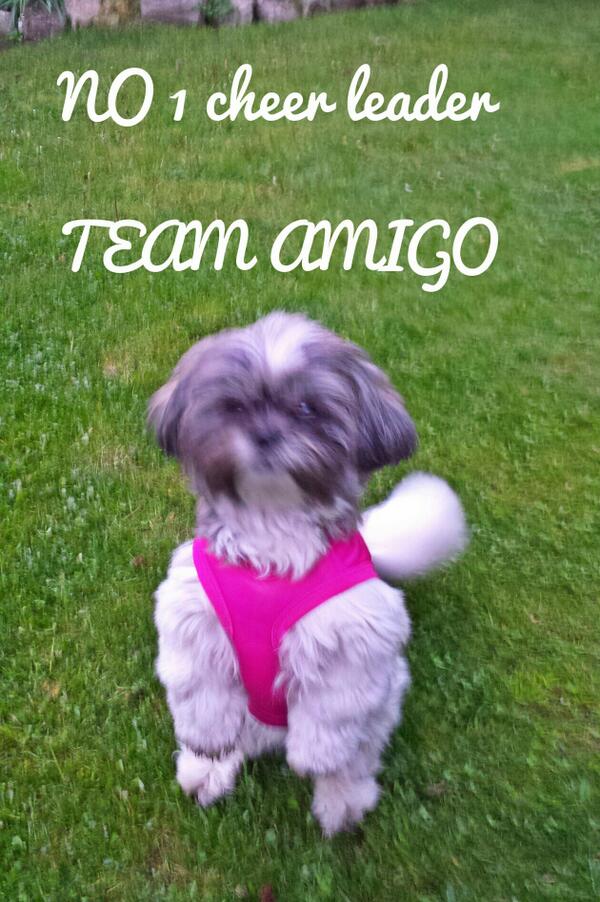 SammyTheBoxer's tweet image. “@MShihtzu: @harveycusick @SammyTheBoxer http://t.co/a2qlGBoQOI” #DogApprentice