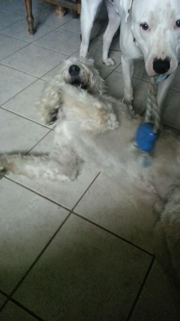 DogsbyLinda's tweet image. playing to the sound of Dr. Fox´s flute. #SPARCS2013