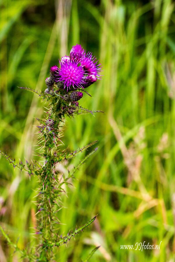 MooiAmeland's tweet photo. @jjfotos  Mooi Ameland! http://t.co/toPImT0OhW