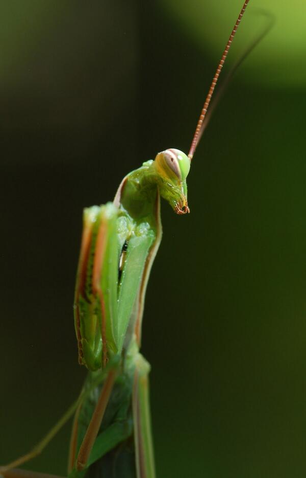 YATBugless tweet picture