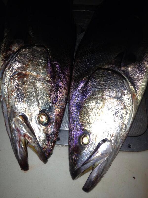 SeasonsFishing's tweet photo. Captain Duane and the boys got a couple of the right bites in the dark while most of us are sleeping. Nice work boys! http://t.co/Y2TutNEHoB