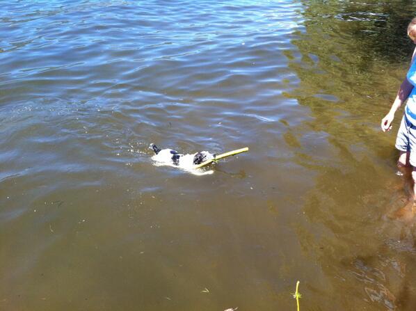 ChallengeLabels's tweet image. Even the dog thinks its hot enough to go for a dip water temp 22