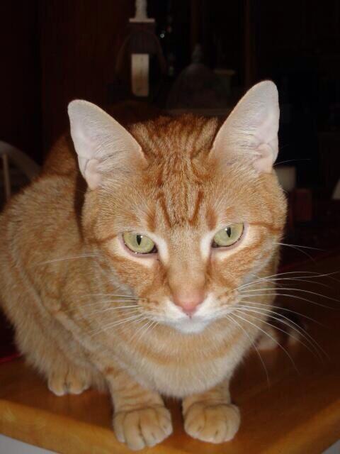Totally_Purring's tweet image. "@dacupcakekitty EMERGENCY-MISSING Male orange cat in Texas-went missing tonite IF FOUND PLZ CONTACT @IamRustyCat RT http://t.co/Ju9esvgEE0"