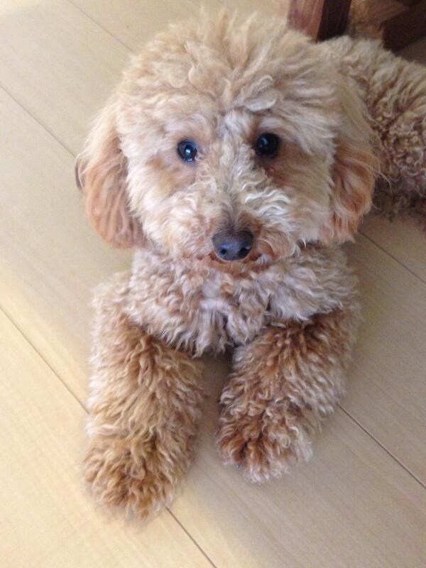 0sakuya's tweet photo. カット前は、こんなモフモフでした。
まるで別犬だね（笑） http://t.co/w9aqnIR916