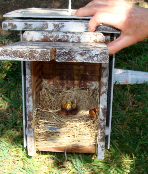 SummertreeWatch's tweet photo. Bluebirds babies hatched in early June! Photo by Maryann http://t.co/bwtvRyeoub