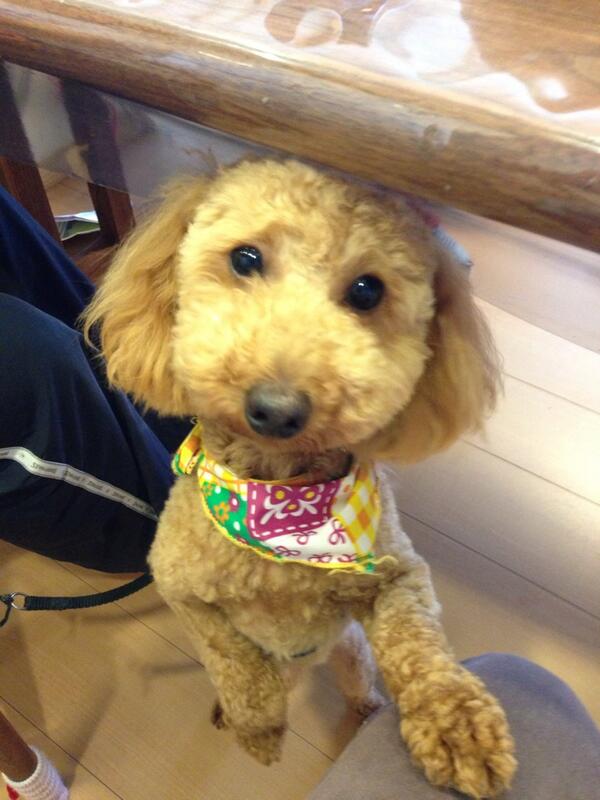 0sakuya's tweet photo. お顔はこんな感じ(^з^)-☆ http://t.co/ApXTAGwpU8