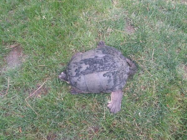 2lphill's tweet photo. Helped a big  turtle across the road this morning,#turtles. http://t.co/r4xwD5eRBw