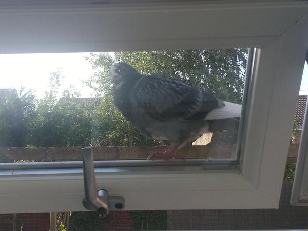 stevedadswell's tweet photo. Baby cats made a new friend. .. http://t.co/jQbZCu2MuR