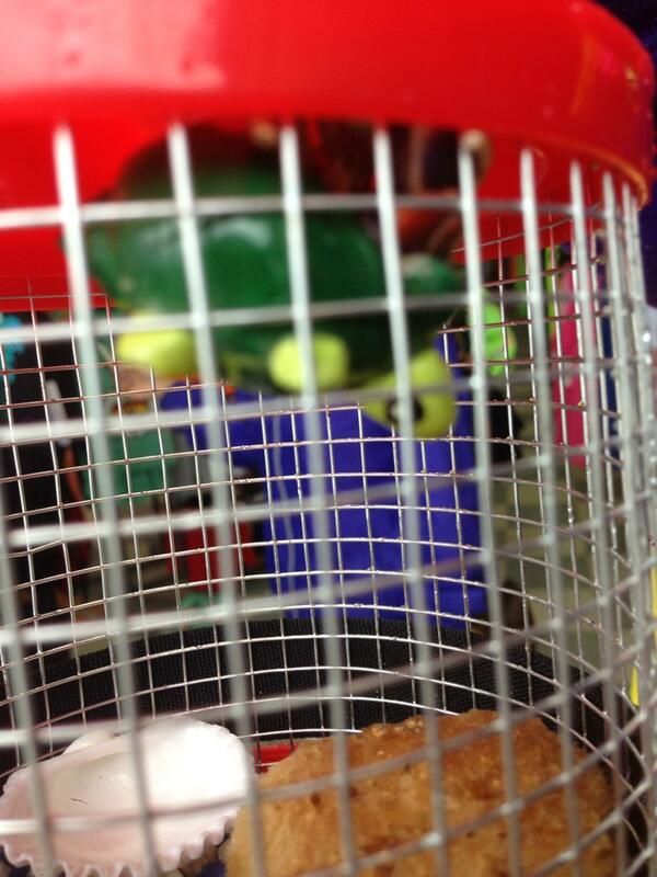 what_the_HAILL's tweet image. Help me and @ur_irrIZistible name our baby hermit crap :) #turtleshell 🐢