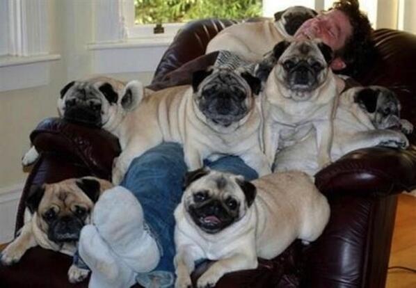 dogdogs_album tweet picture