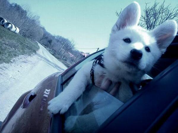 dogdogs_album's tweet image. 風が気持ちいいよ