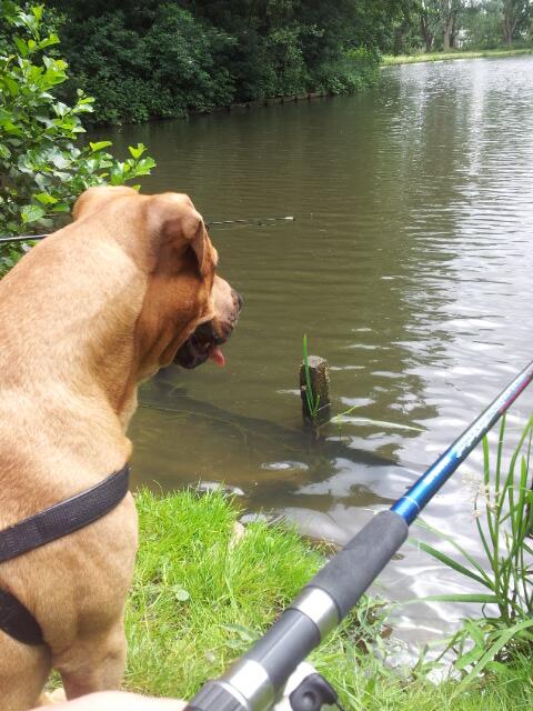wolverineRdam's tweet photo. Vissen met de baas.:-):-) http://t.co/0QMzhhBcCQ