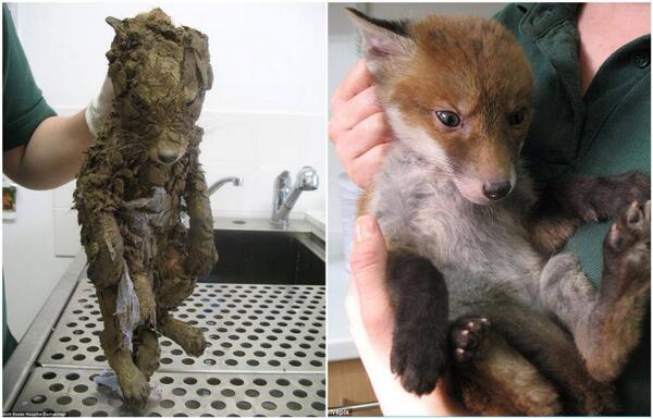 Xoxe_IA_Cat's tweet photo. La bondad humana puede hacer grandes cosas 
Rescate de zorrita en Italia 
Manos que salvan, ayudan, cambian el mundo http://t.co/XDzxNMrkrk