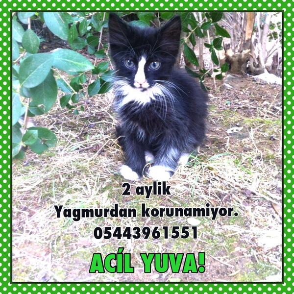 Minige acil yuva ariyoruz! Rt!  <a href="/zllktlr/">Zülal Kutluer</a> <a href="/nazlglKutadgu/">Nazlı K. Jonsson</a> <a href="/zllktlr/">Zülal Kutluer</a> @cobanatilla001 <a href="/cosmicdust_/">Atheer Alhamazani</a> <a href="/hacikodernegi/">Haçiko Derneği</a> <a href="/Oflzokn/">Okan Oflaz</a>