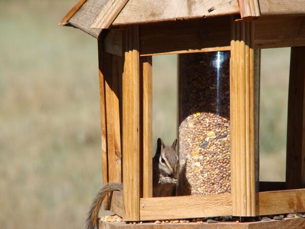 HiddenMeadow's tweet photo. Chef Ben wondered why the bird food kept disappearing while he was off cooking. Now we know why #residentchipmunk! http://t.co/I4bnOSysC5