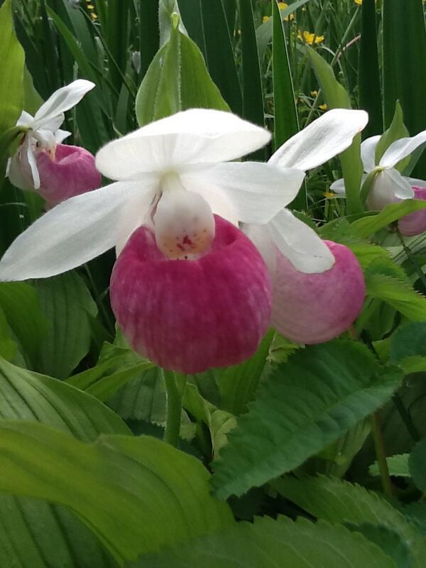 GrosMorneCabins's tweet photo. Blooming now in #GrosMorne @VisitGrosMorne @GrosMorneRocks @BerniceCBC http://t.co/vTKESMtVgO