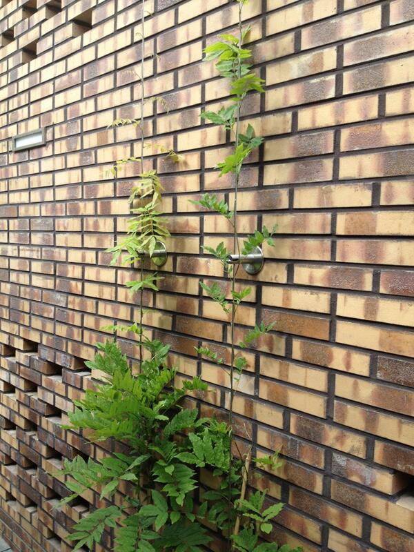 Blauwe regen  met RVS draadgeleiders.. Nu nog groeien😄