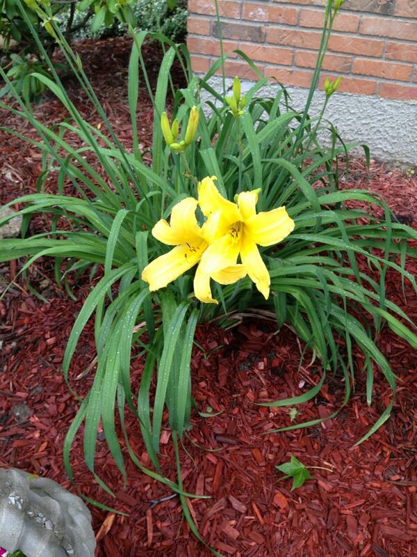 GGoettke's tweet photo. A special patient gave me this lily over 8 years ago. I finally saw it bloom this year#patienceselfcontrol http://t.co/MSUdamVVRK