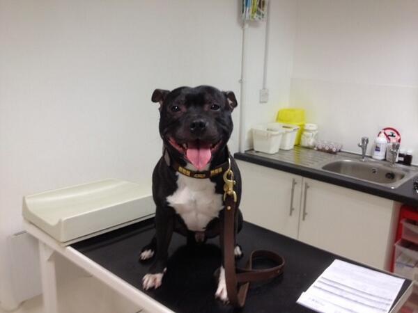 simmsy77's tweet photo. @HubStaffy even a trip to the vets dosn't stop him smiling #staffie http://t.co/FQtWKSNXjb