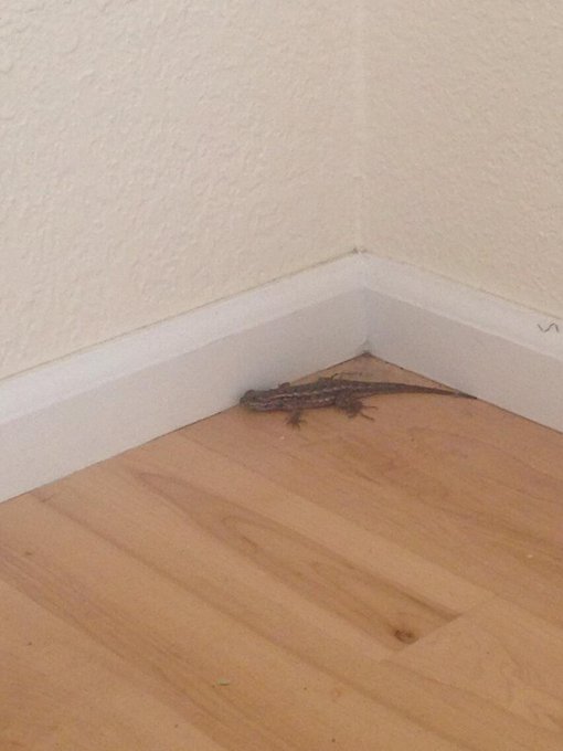 Now what the heck does this guy think he's doing in my living room? http://t.co/KoPRtG3GwG<a href="/tag/mvsales"class="tags"><span>#mvsales</span></a>