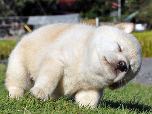 ワンちゃん画像館 على تويتر 立ったまま寝そうになる犬w Http T Co Q7eqllk2pg ワンちゃん画像館 على تويتر 立ったまま寝そうになる犬w Http T Co Q7eqllk2pg