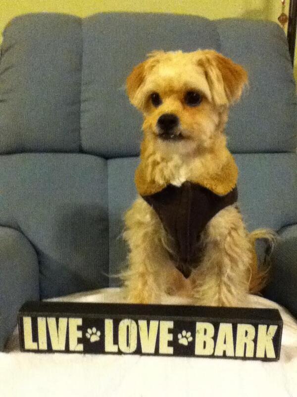 reno_dog's tweet photo. mommie update~We stillz can'tz beez at da FB or herez 2 much. Mommies habing treatmentz 2 feel betterz!Hope 2 BBS! <3 http://t.co/rFqIRMc3AQ