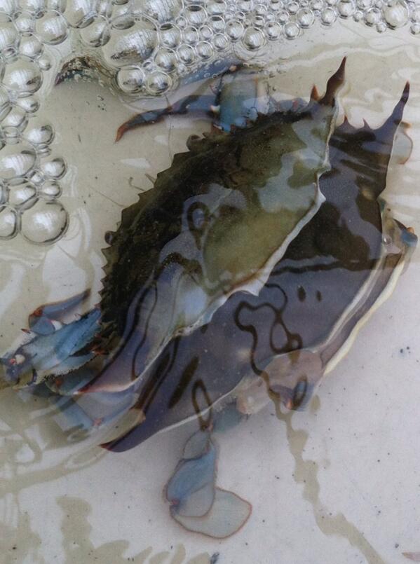 RyleighsOyster's tweet image. Big shout out to Capt. Mike who &quot;sloughs&quot; out our #softcrabs like nobody can! #MDtrueBlue #Papershell FREE Zone!
